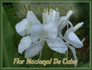 flor_nacional_cuba_mariposa