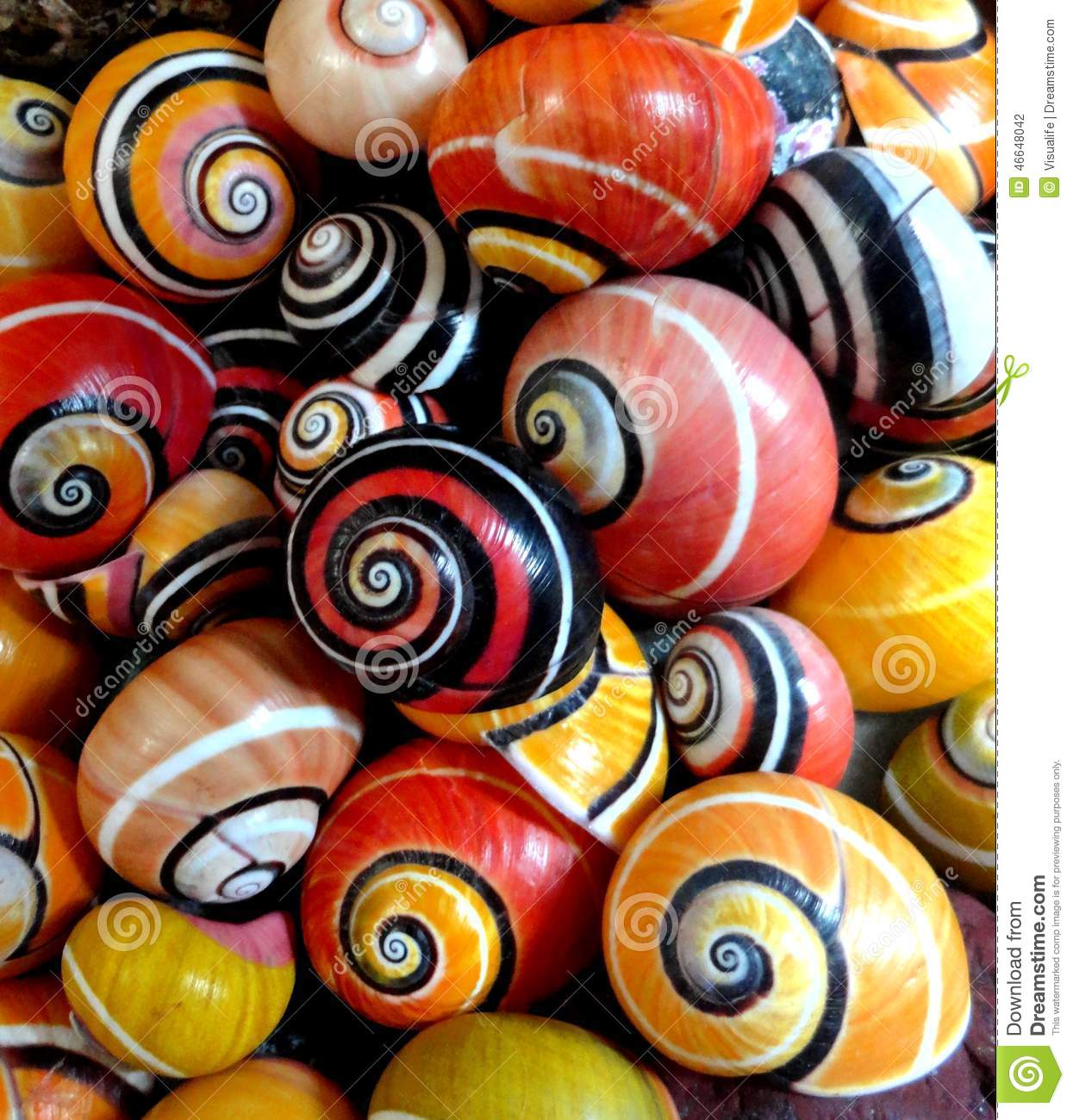 THE POLIMITA, the World Most Beautiful Snail, in Danger of Extinction ...