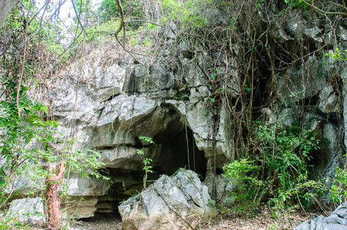 En-el-Bosque-de-Piedra-se-erigen-muchos-rboles-y-arbustos-maderables-adems-de-numerosas-rocas-carbonatadas