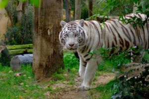 giardino-zoologico-lisbona