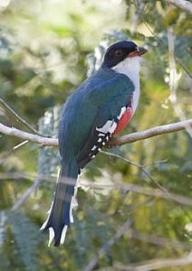 245px-Priotelus_temnurus_-Matanzas_Province,_Cuba-8