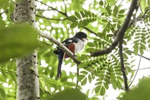 Cuban_trogon_Tocororo