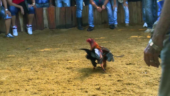 Nadie en Cuba denuncia una valla de gallos, pues es visto como parte de la tradición del país