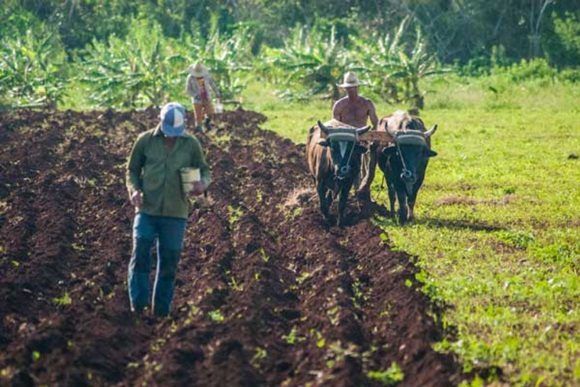 continuan-los-llamados-al-sacrifico-en-el-sector-agricola-cubano