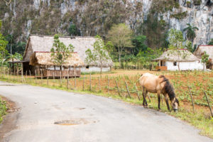 Farm in Viñales, Cuba