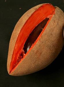 El mamey es una de las frutas más gustadas en Cuba y es originario de la América Tropical y Las Antillas