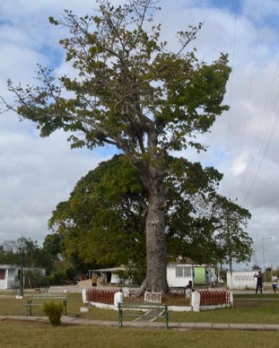 Una ceiba marca el sitio de un posible o errado centro de la geografía de la ínsula, pero lo más importante es que la señal realmente indica mucho de la identidad de los pobladores de la localidad . 