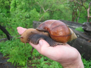 Giant Land Snail October 2011 Florida