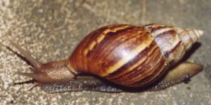 caracol3