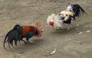 cockfighting