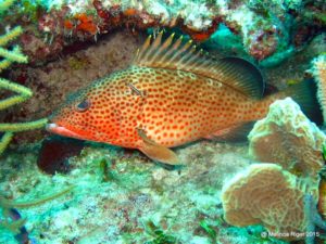 red-hind-grouper-c2a9melinda-riger-g-b-scuba-copy-2