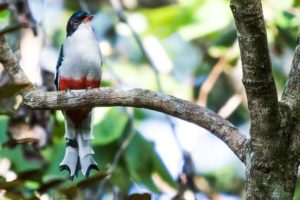 04_Cuban-Trogon-1024x683