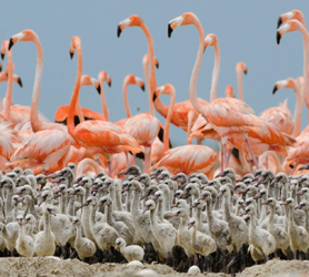 Flamingos-Cayo-Sabinal-Cuba