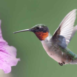 RubythroatedHummingbird_large-1