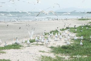 playa-cunagua-paraiso-aves