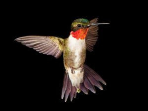 rubythroatedhummingbird