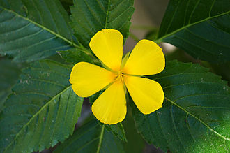 330px-Turnera_ulmifolia_01