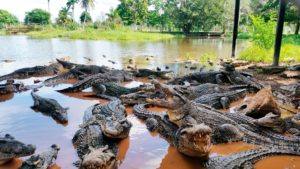 Cocodrilos-en-Cienaga-de-Zapata-ftp1