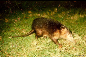 Solenodon-cubanus_Juan-Soy