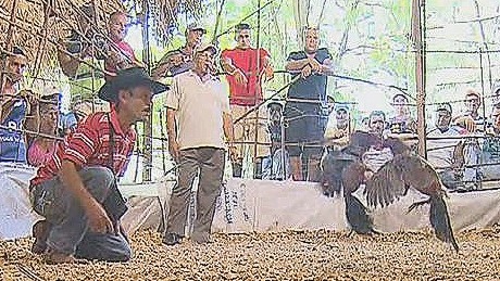 150118161223-pkg-penhaul-cockfighting-cuba-00002409-large-169