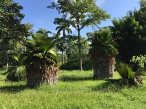 20-year-old-cuban-palm