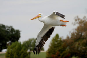 Pelícano Blanco (Pelecanus erythrorhynchos)_Texas Eagle 1