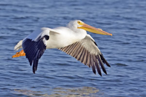 White_pelican02_-_natures_pics