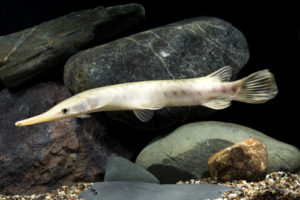 Gar