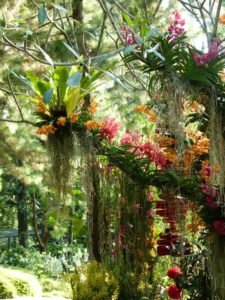 jardin-de-orquideas