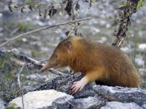 solenodon-s