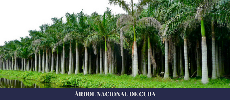 árbol-nacional-de-cuba-1