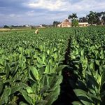 291px-Tobacco_field_cuba1