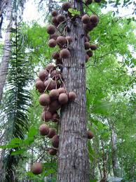 Arbol "Bala de Cañón" 