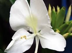 La Mariposa Flor Nacional de Cuba. 