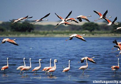 cienfuegos-city-guanaroca-lake-flamingos