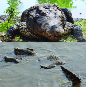 Cuban-crocodile-Crocodylus-rhombifer