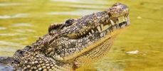 cuban-corocodile_7ux20o8o