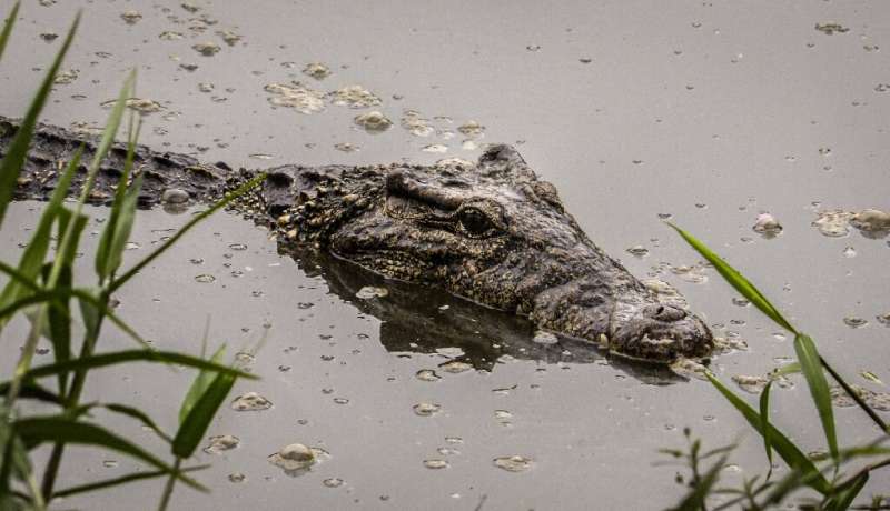 the-cuban-crocodile-is