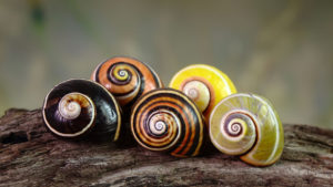 Five-different-Cuban-painted-snails-shells