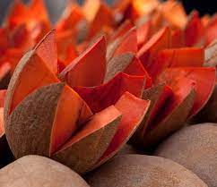 Mamey is one of the most popular fruits in Cuba and is native to America Tropical and the Antilles